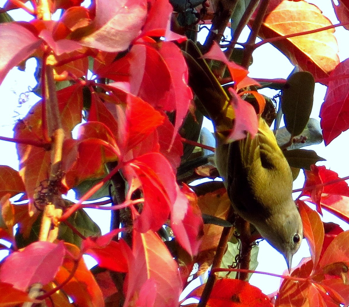 Orange-crowned Warbler - ML646245169