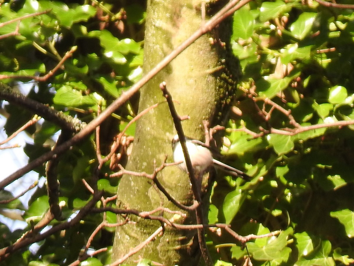Long-tailed Tit - ML646245170