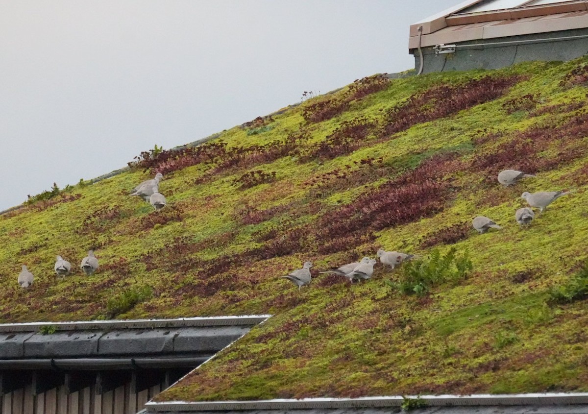 Eurasian Collared-Dove - ML646245172