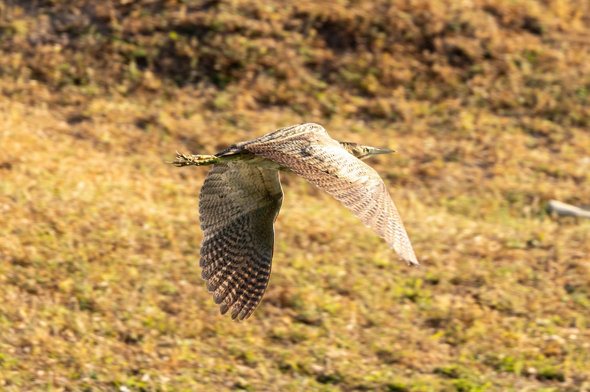 Eurasian Bittern - ML646245176