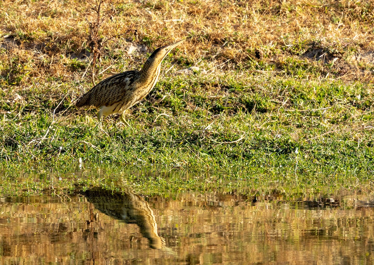 Eurasian Bittern - ML646245177