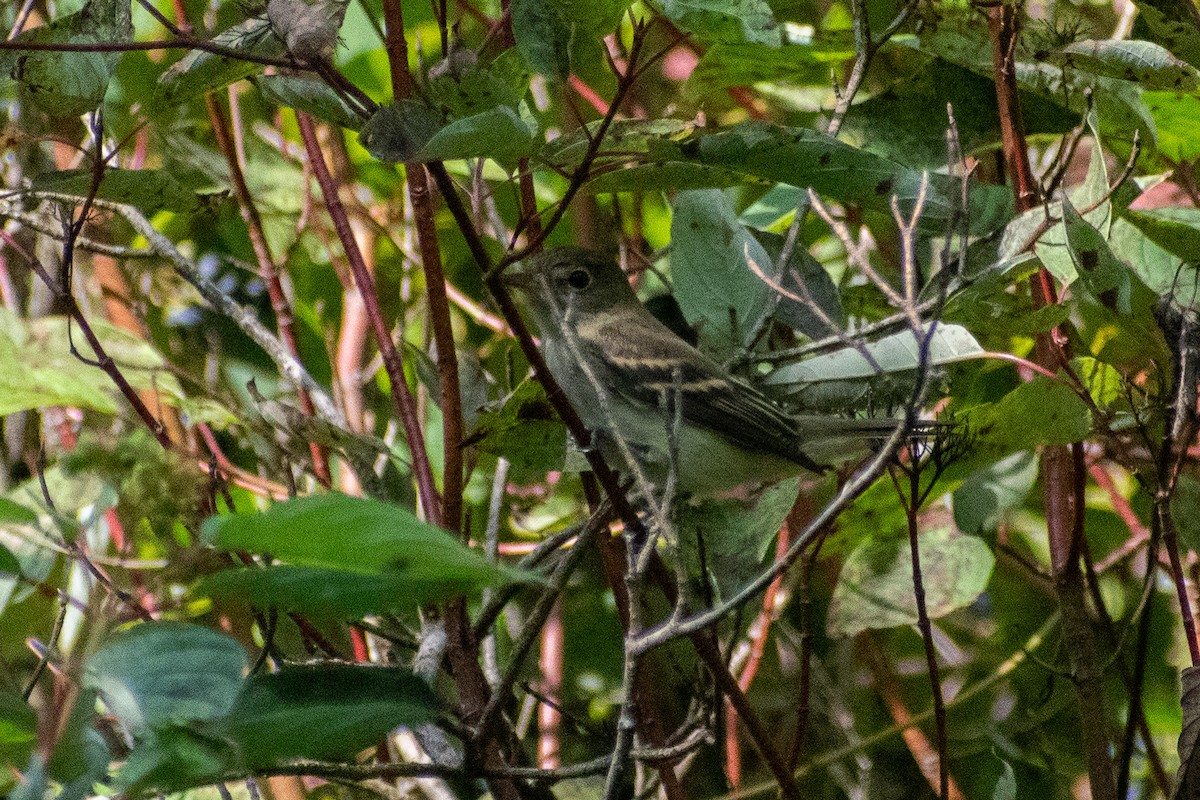 Least Flycatcher - ML646245179