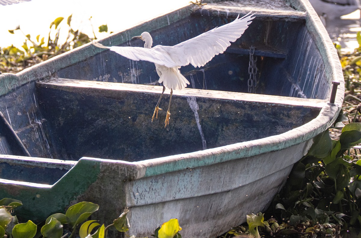 Snowy Egret - ML646245180