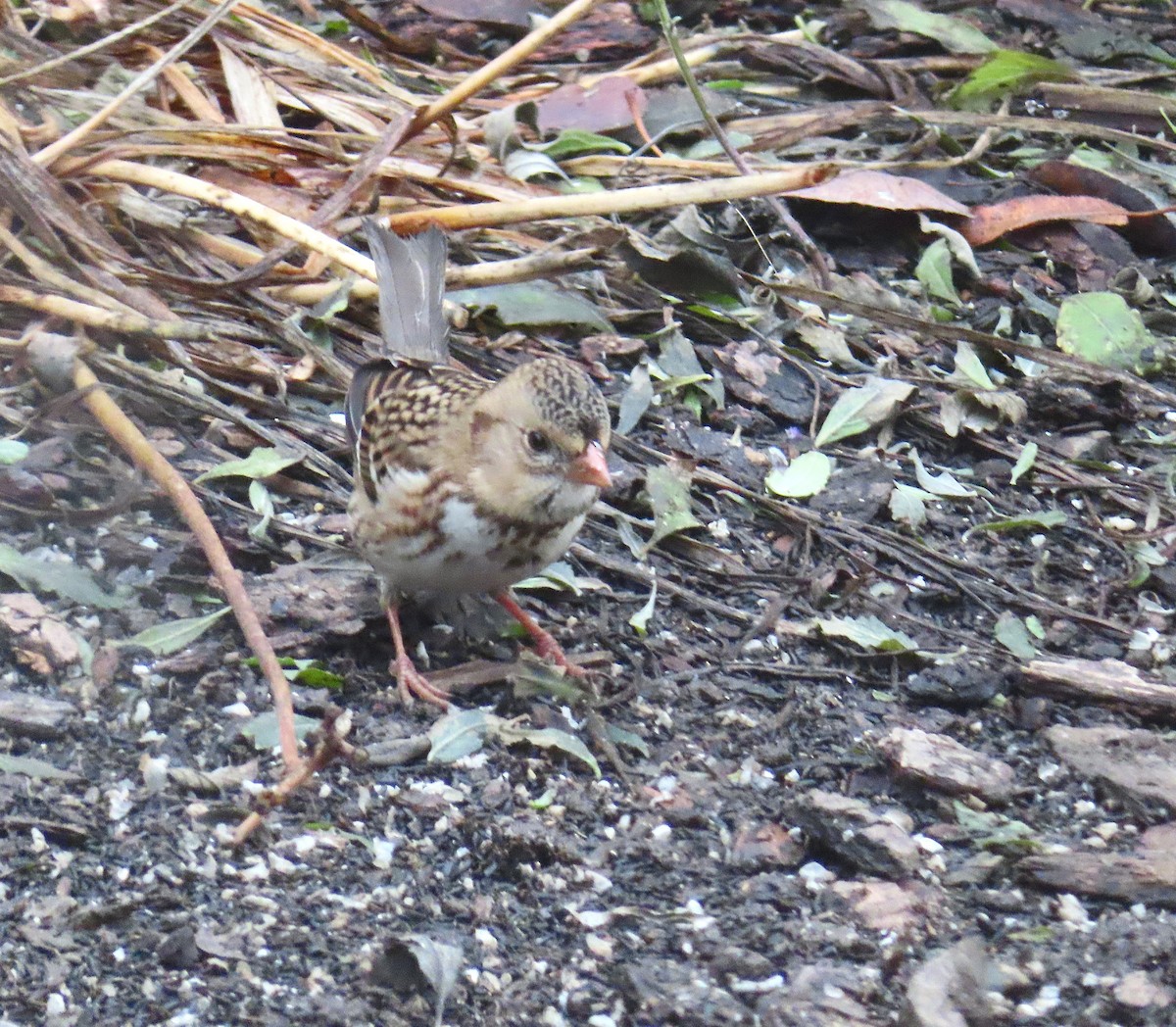 Harris's Sparrow - ML646245183