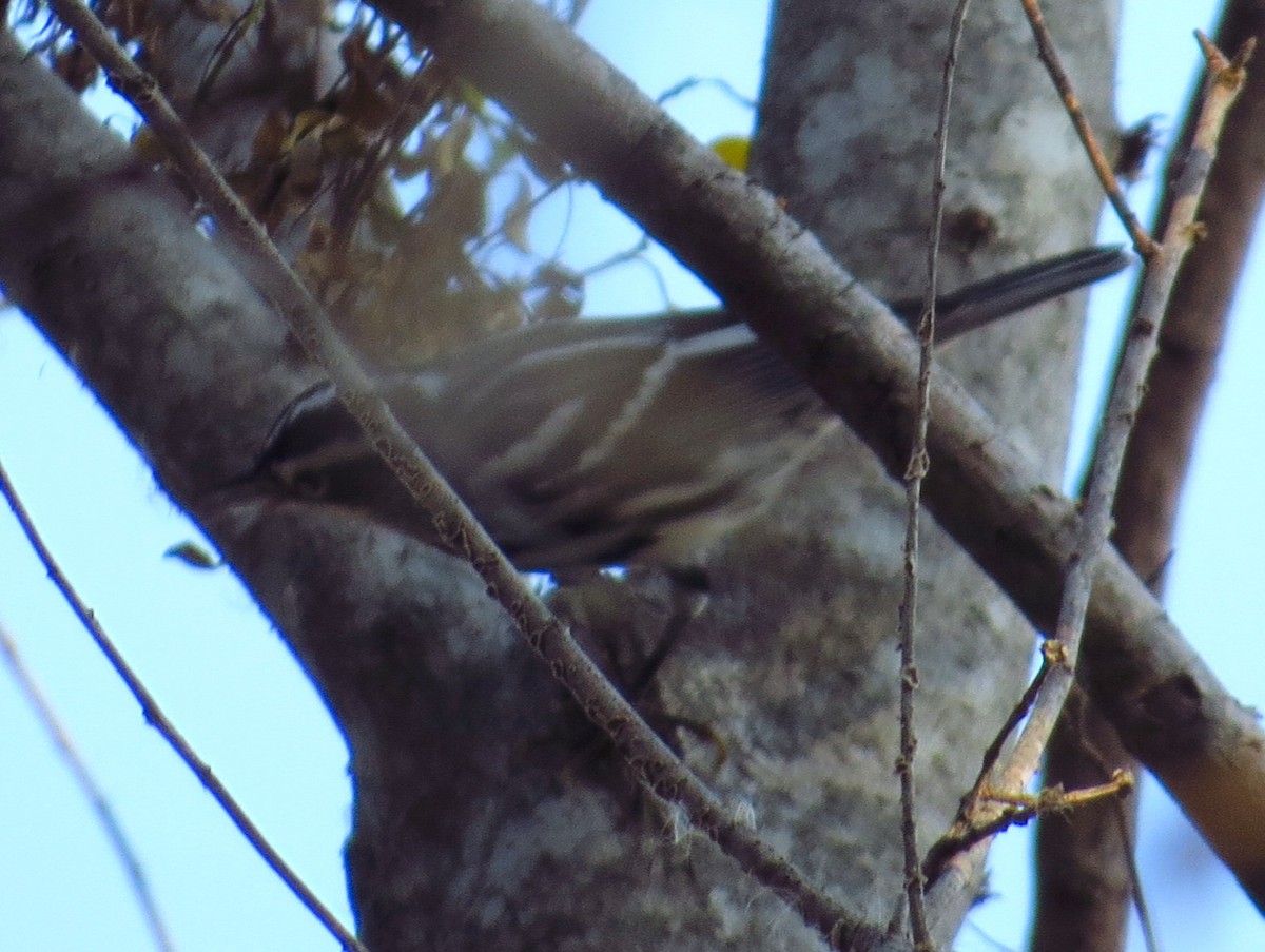 Black-and-white Warbler - ML646245192