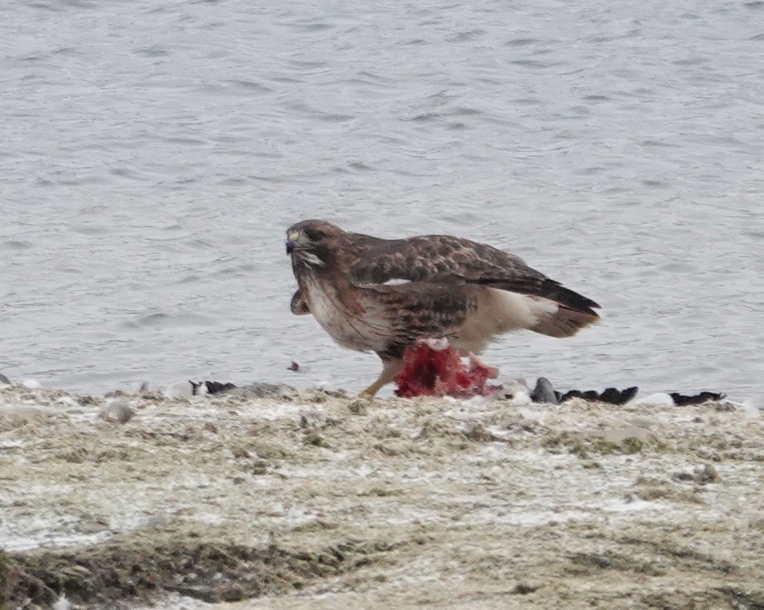 Red-tailed Hawk - ML646245193