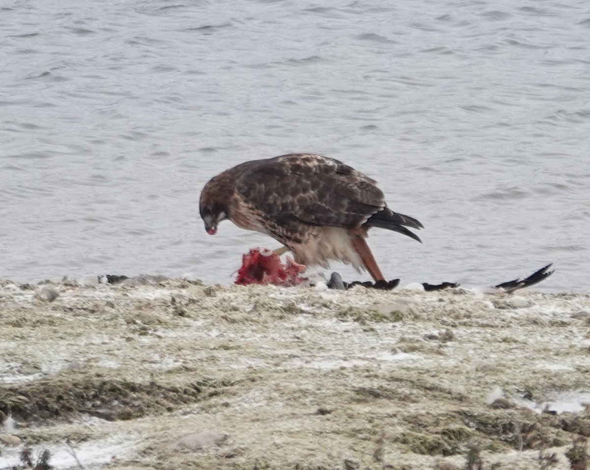 Red-tailed Hawk - ML646245194