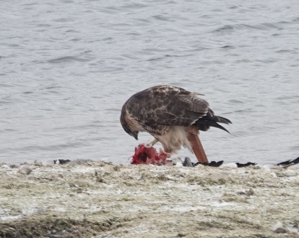 Red-tailed Hawk - ML646245195