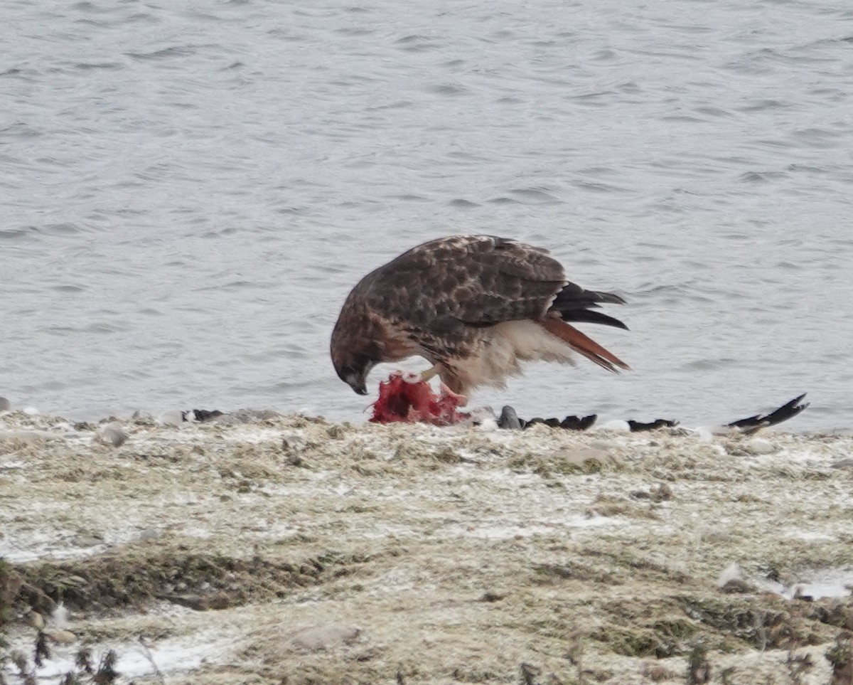 Red-tailed Hawk - ML646245196