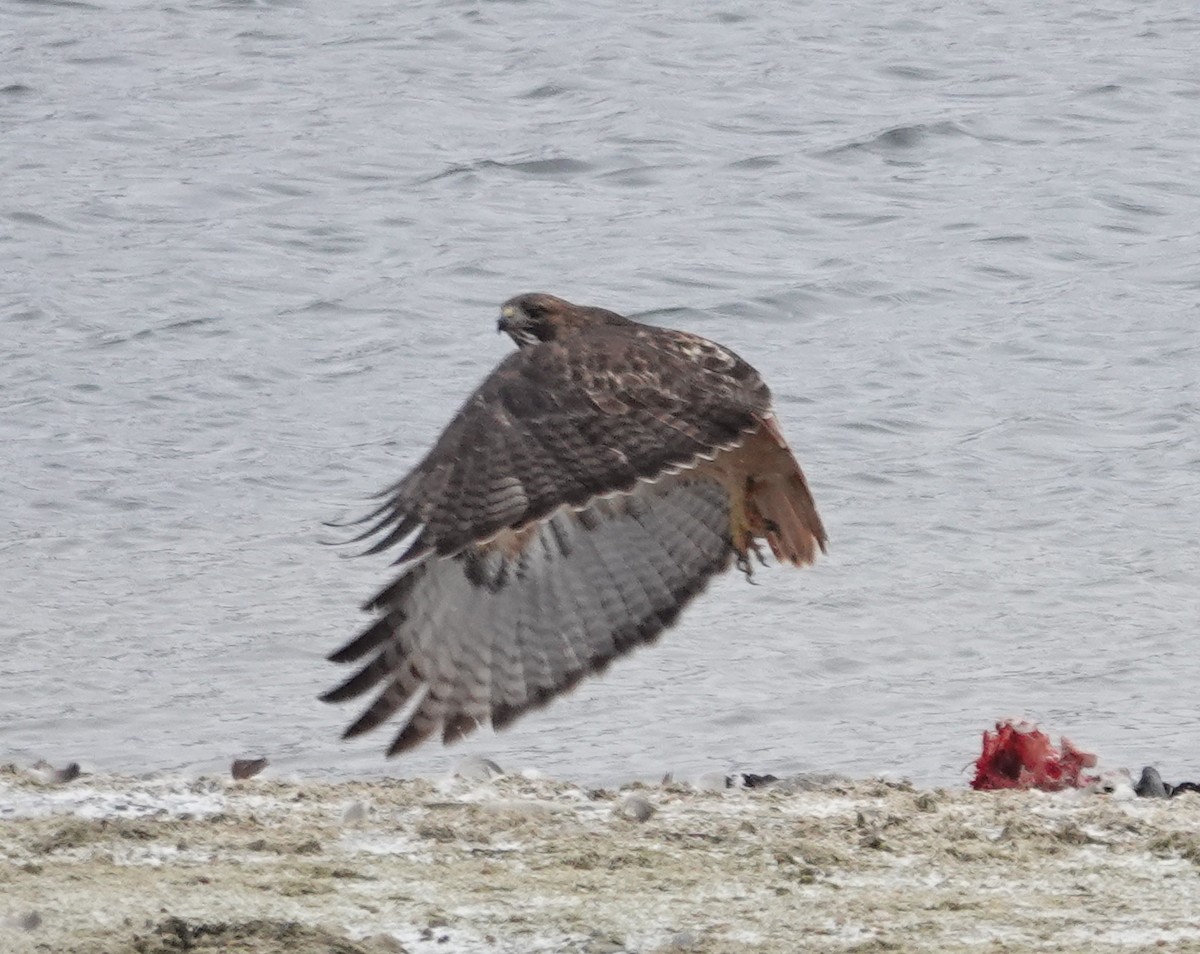 Red-tailed Hawk - ML646245197