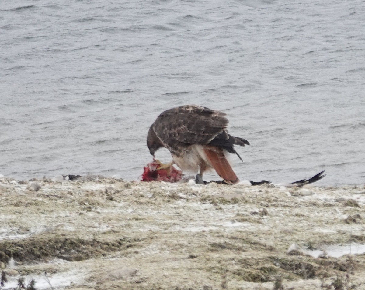 Red-tailed Hawk - ML646245198