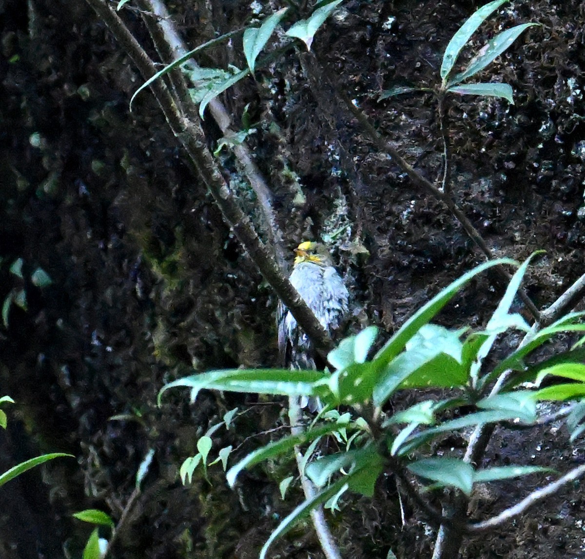Yellow-rumped Honeyguide - ML646245200