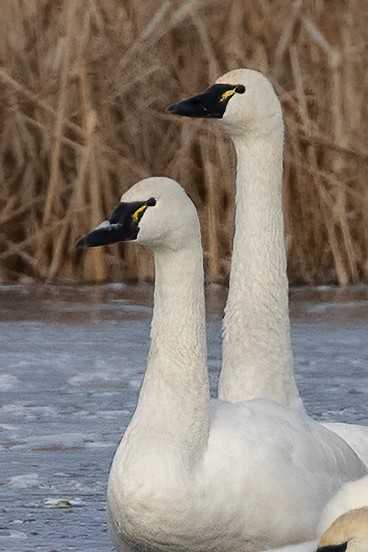 Tundra Swan - ML646245208