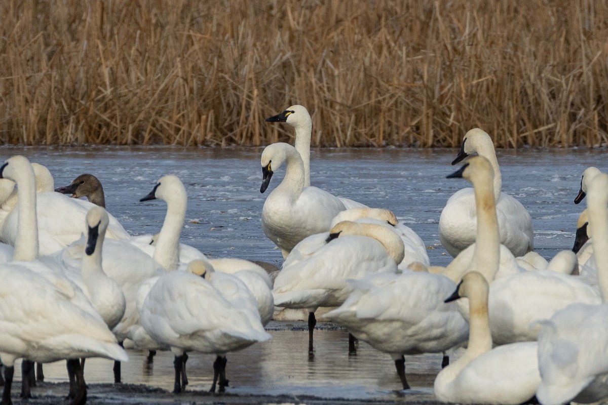 Tundra Swan - ML646245209