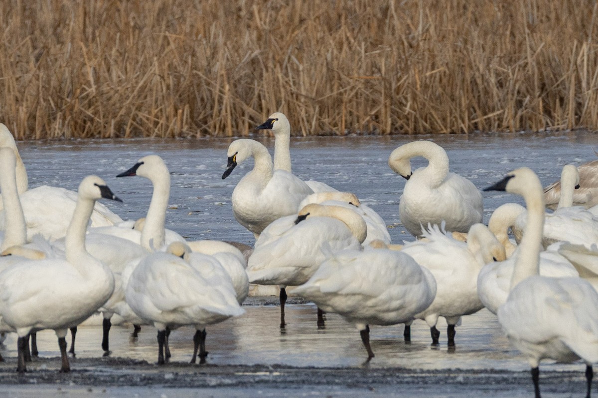 Tundra Swan - ML646245210
