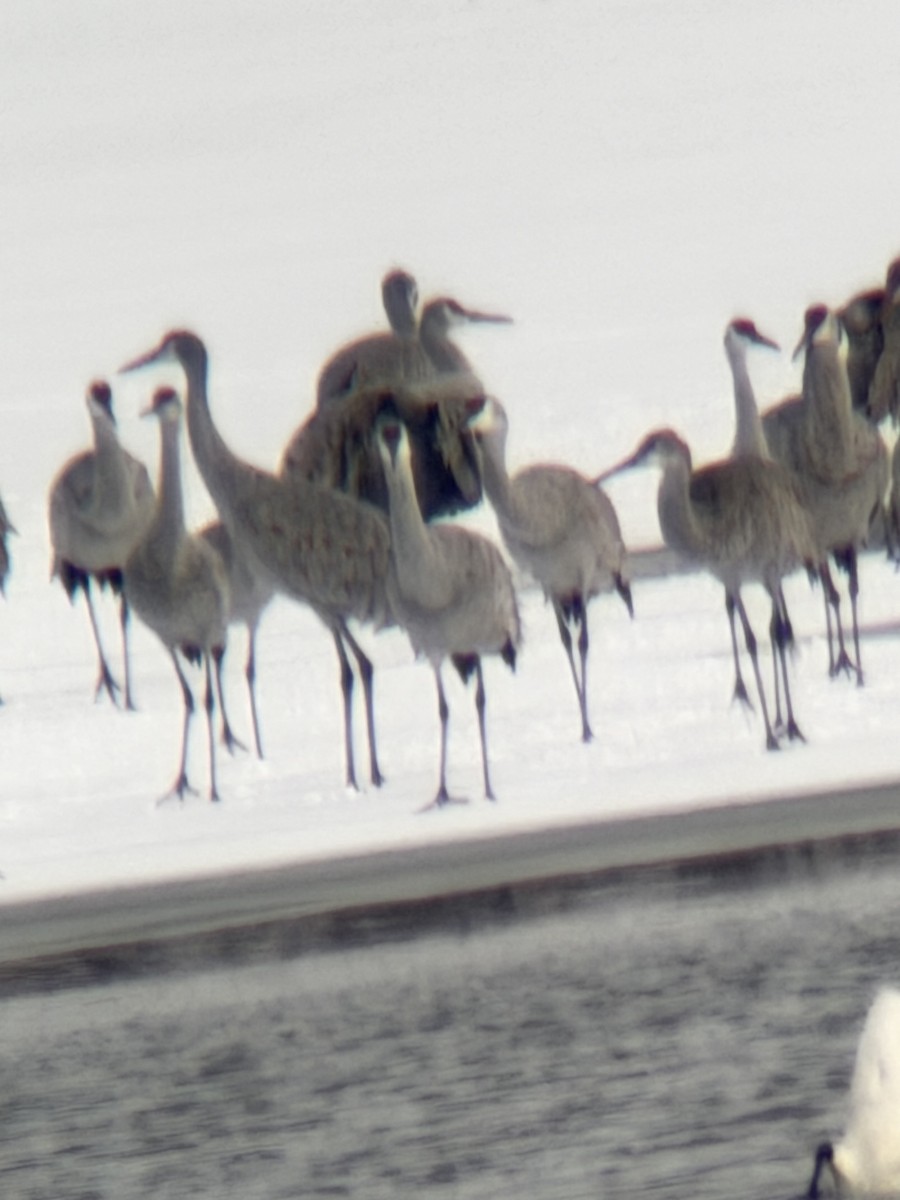 Sandhill Crane - ML646245269