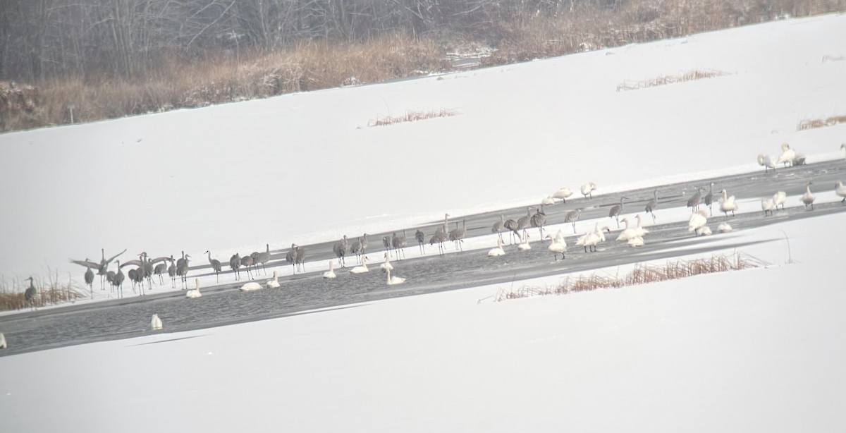 Sandhill Crane - ML646245270