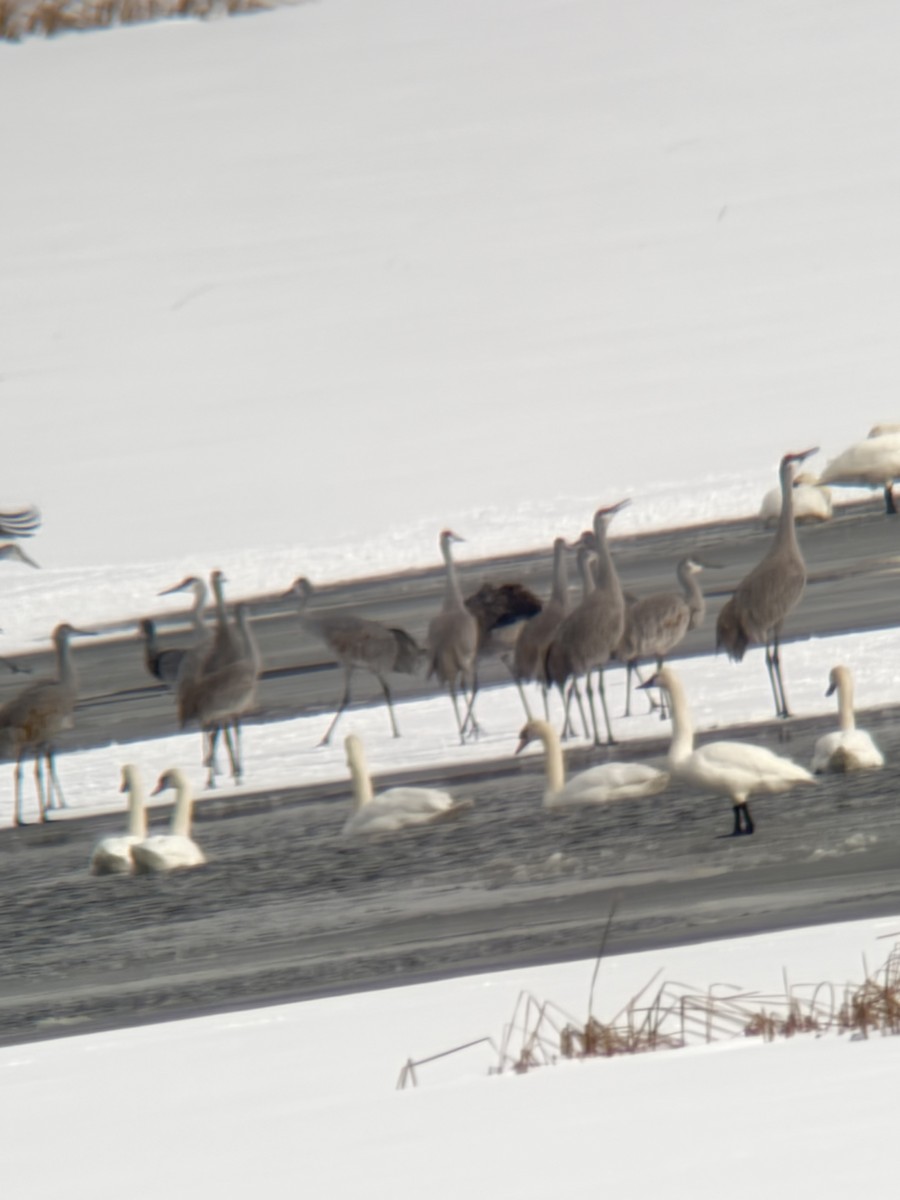 Sandhill Crane - ML646245271