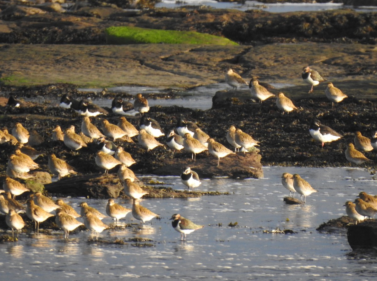 Сивка звичайна - ML646245277