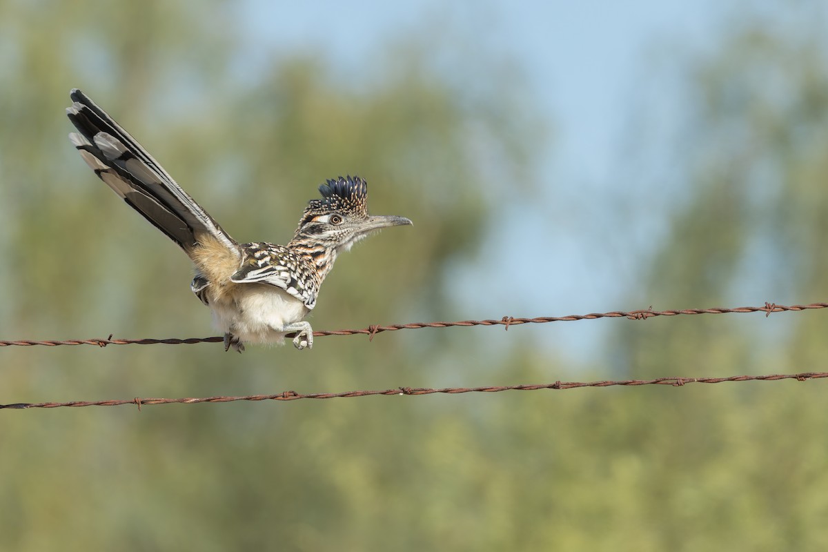 kukačka kohoutí - ML646245280