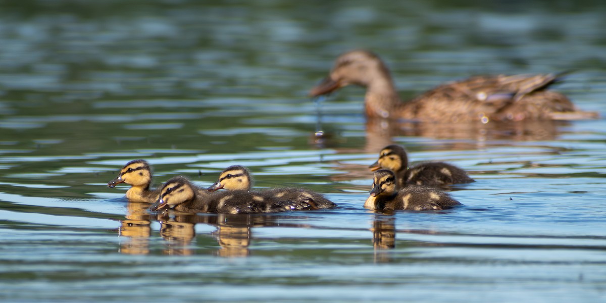 Mallard - ML646245295