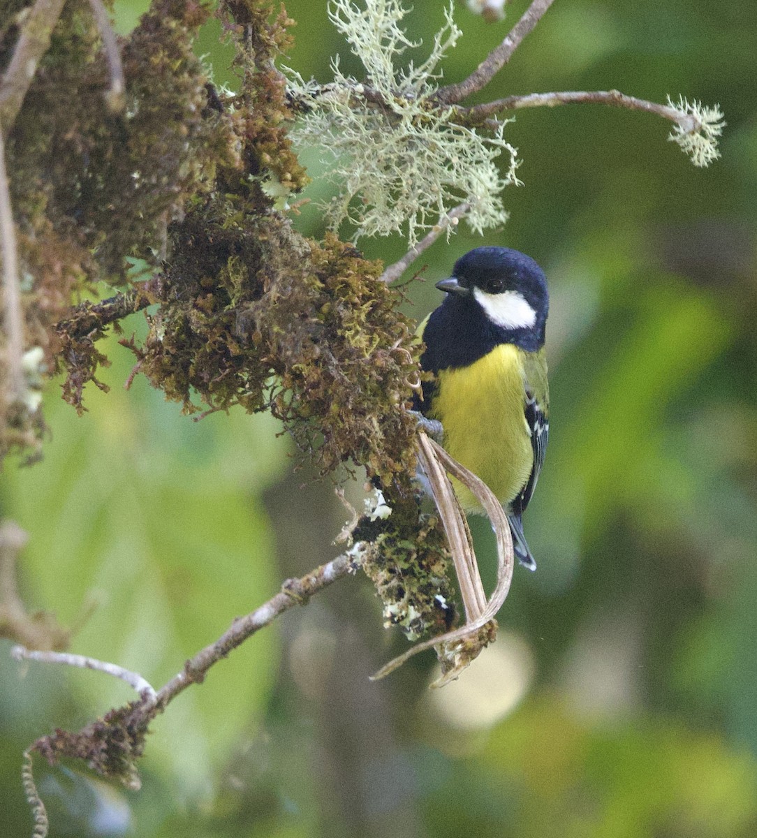 Mésange montagnarde - ML646245299
