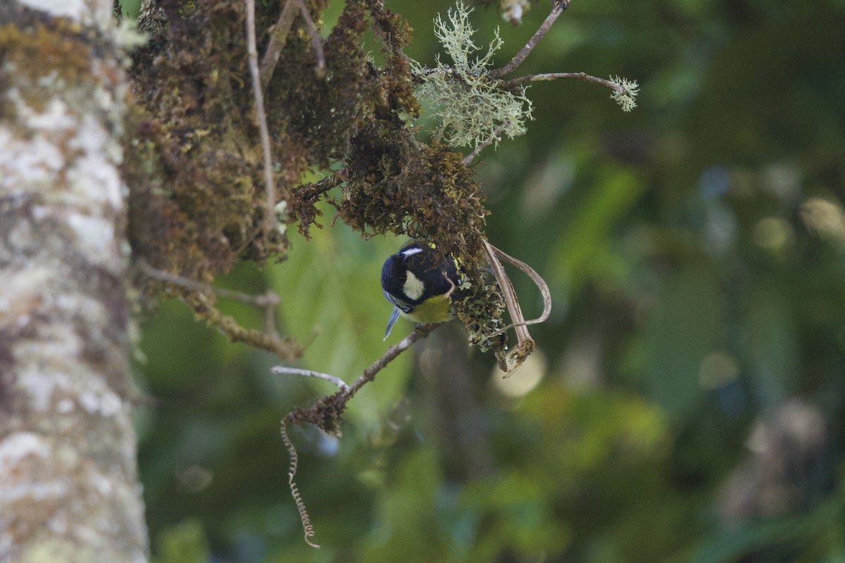 Mésange montagnarde - ML646245300