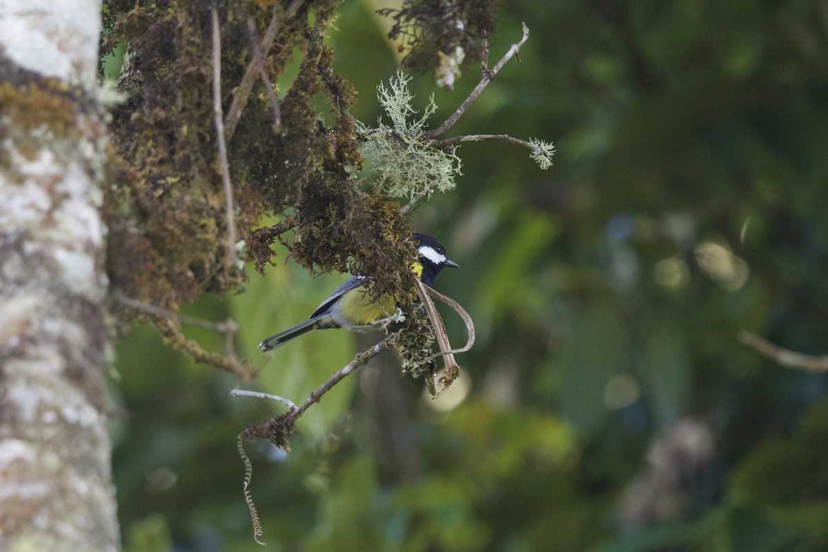 Mésange montagnarde - ML646245301