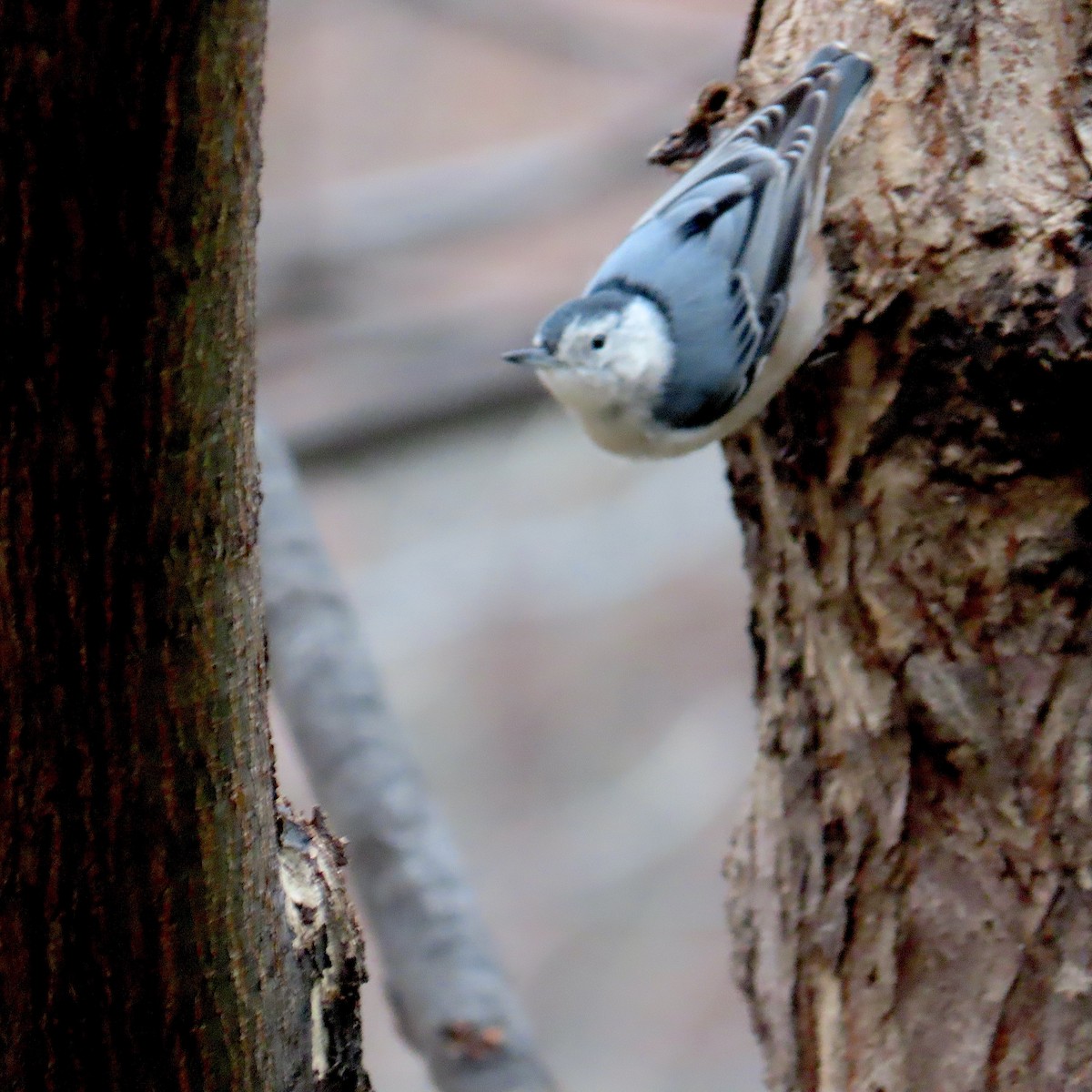 White-breasted Nuthatch - ML646245302