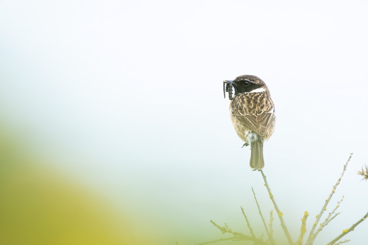 European Stonechat - ML646245308