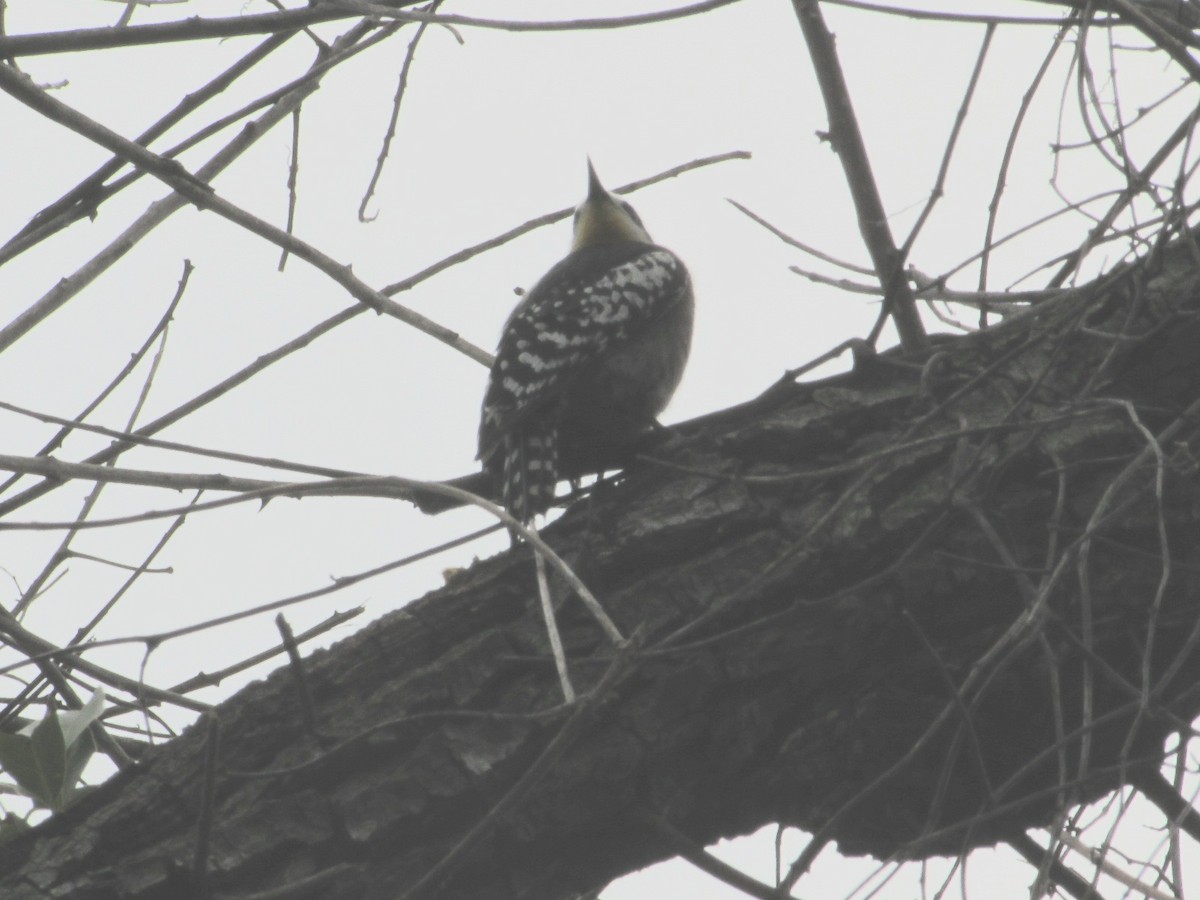 White-fronted Woodpecker - ML646245311