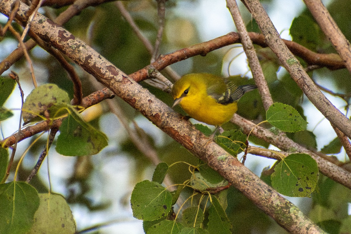 Blue-winged Warbler - ML646245317