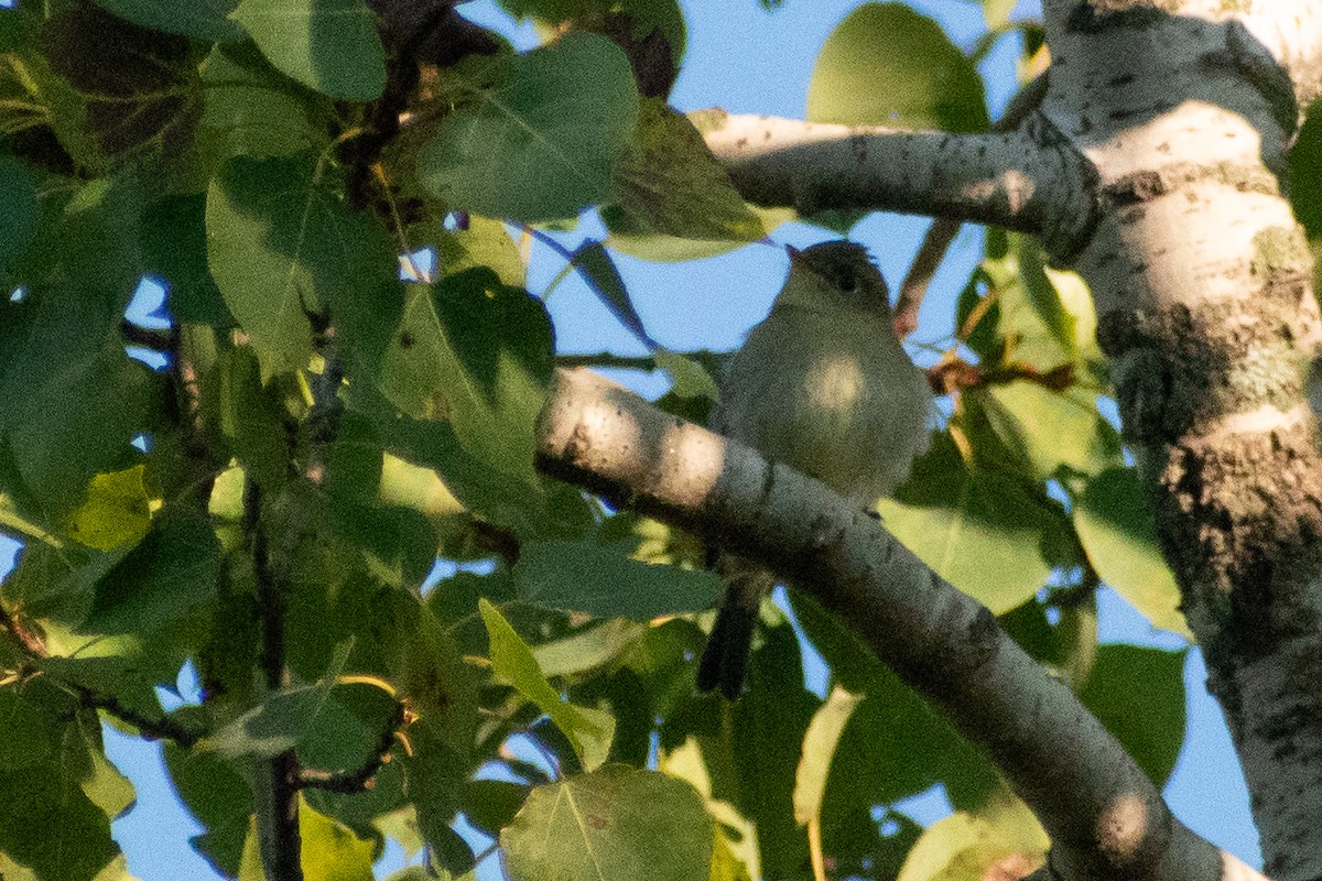 Yellow-bellied Flycatcher - ML646245321