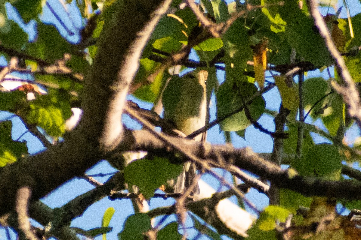 Yellow-bellied Flycatcher - ML646245322