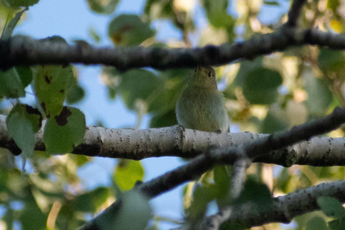 Yellow-bellied Flycatcher - ML646245323