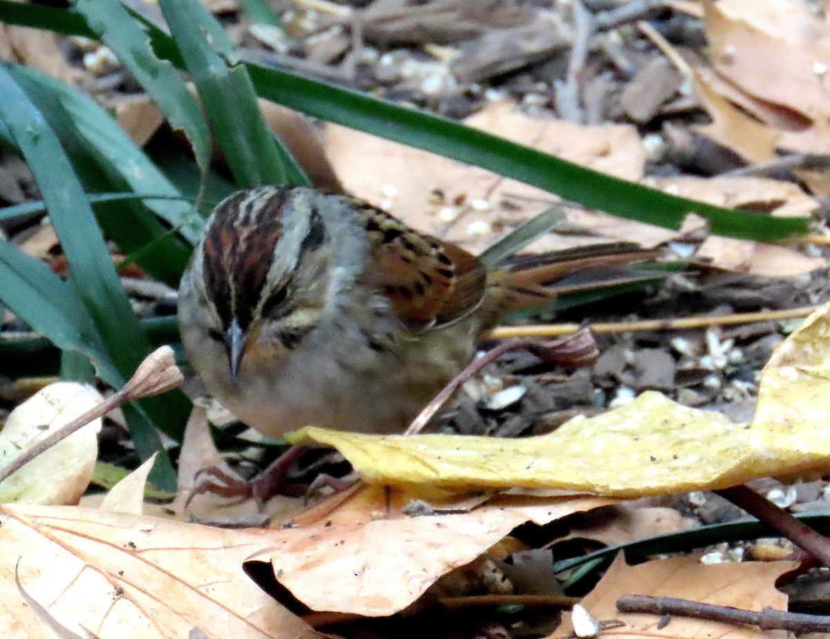 Swamp Sparrow - ML646245324