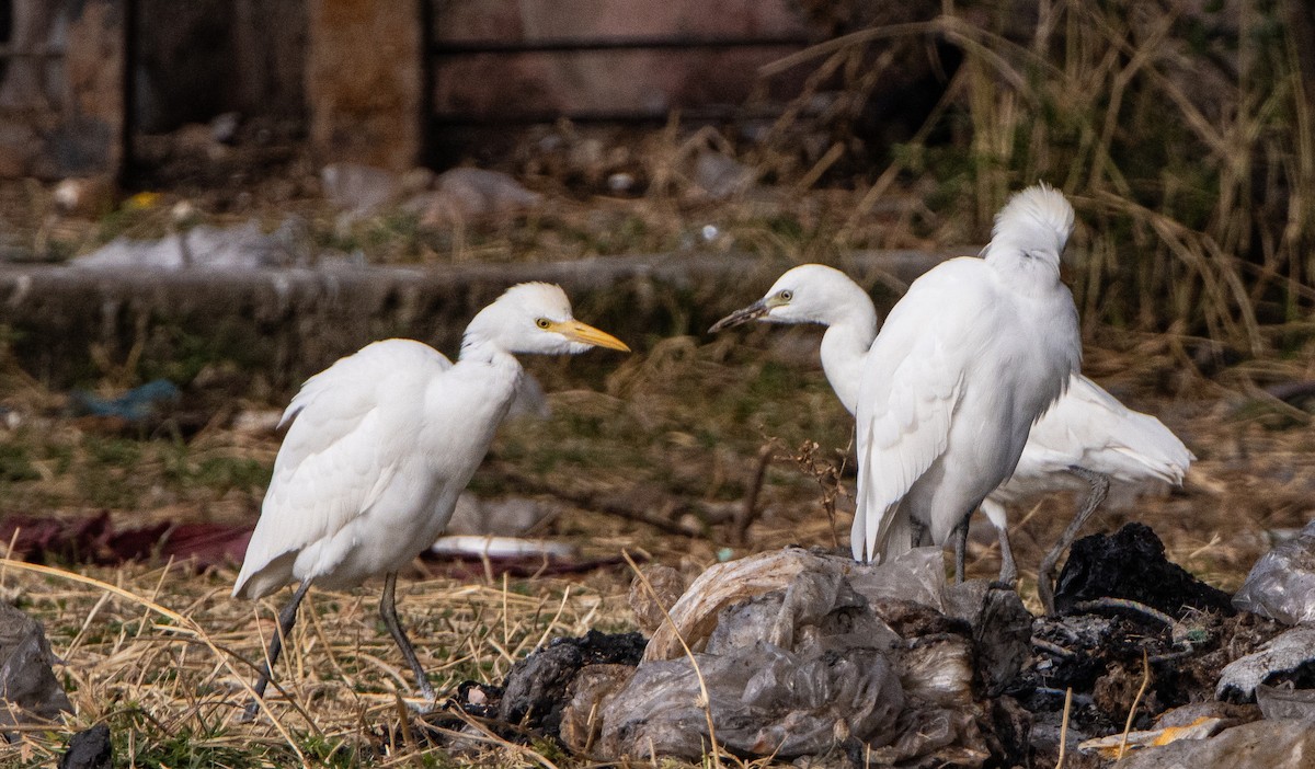Western Cattle-Egret - ML646245328