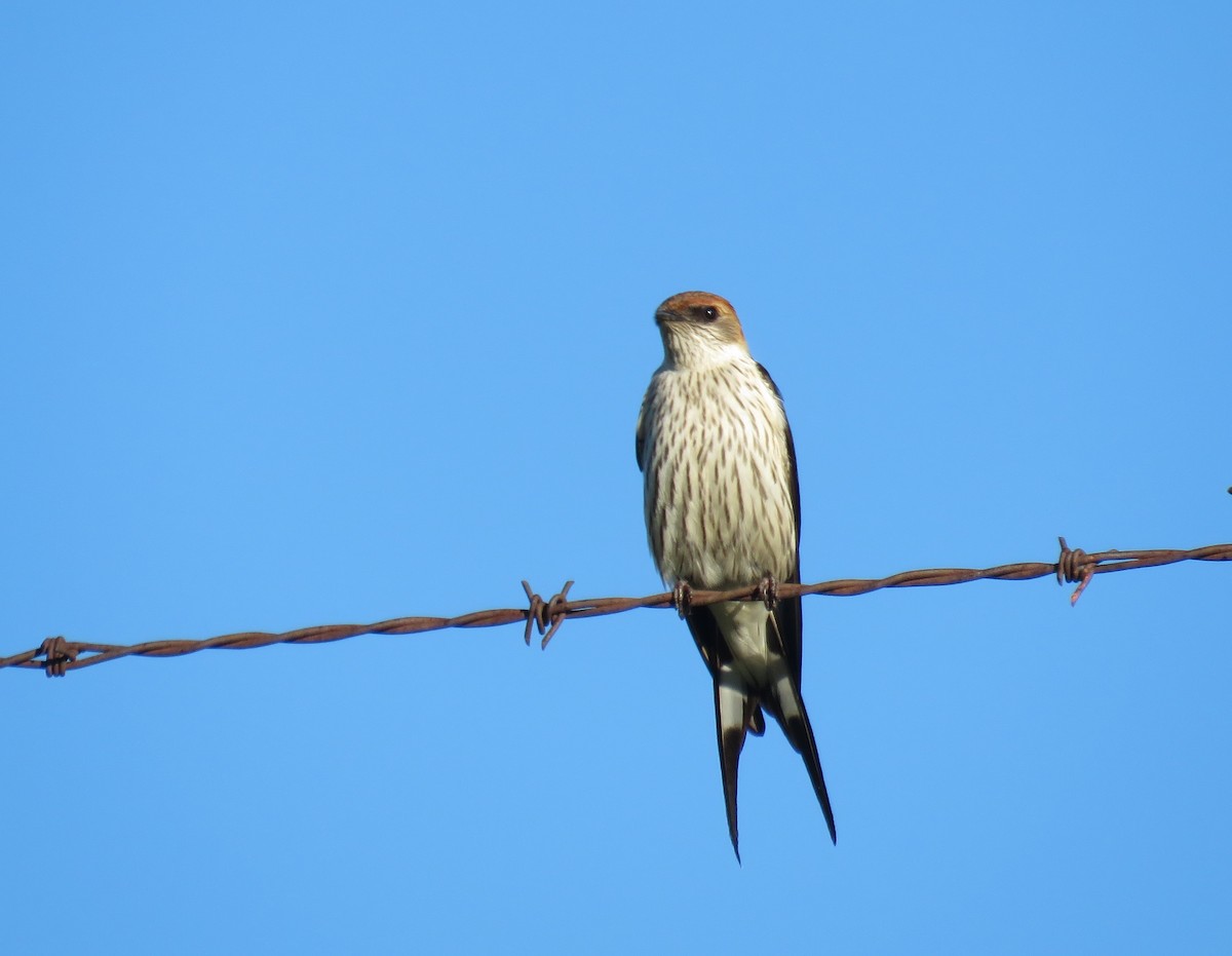 Greater Striped Swallow - ML646245329