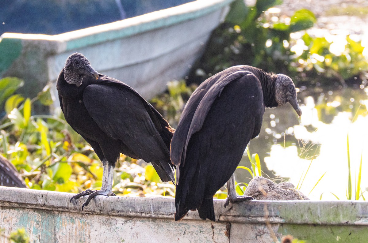 Black Vulture - ML646245332