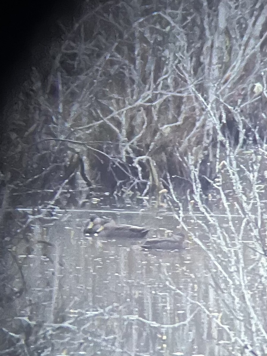 American Black Duck - ML646245339