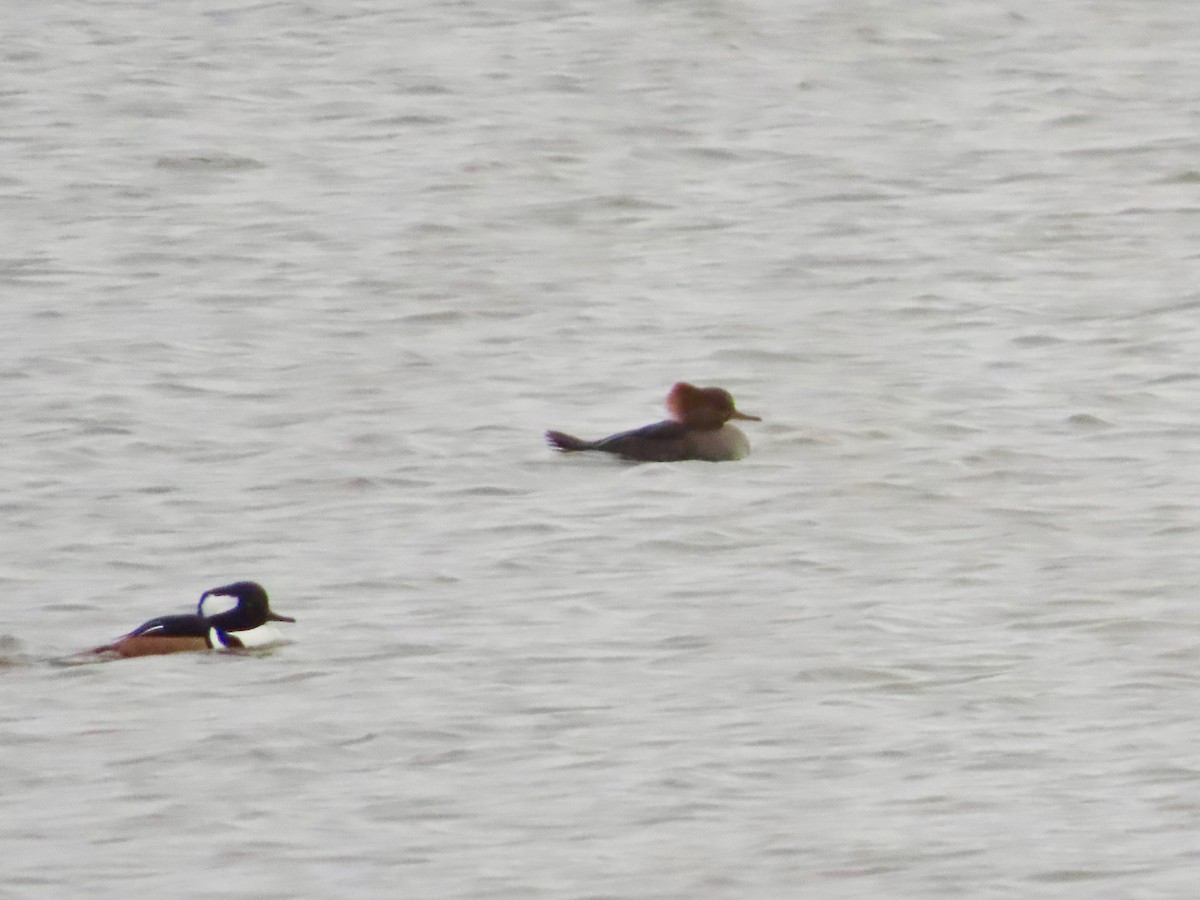 Hooded Merganser - ML646245340