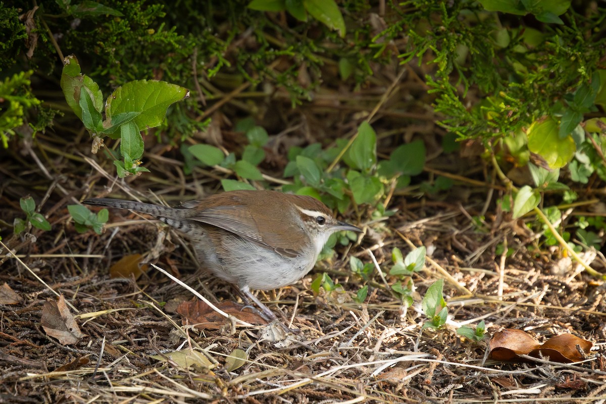 Підбуреник - ML646245341