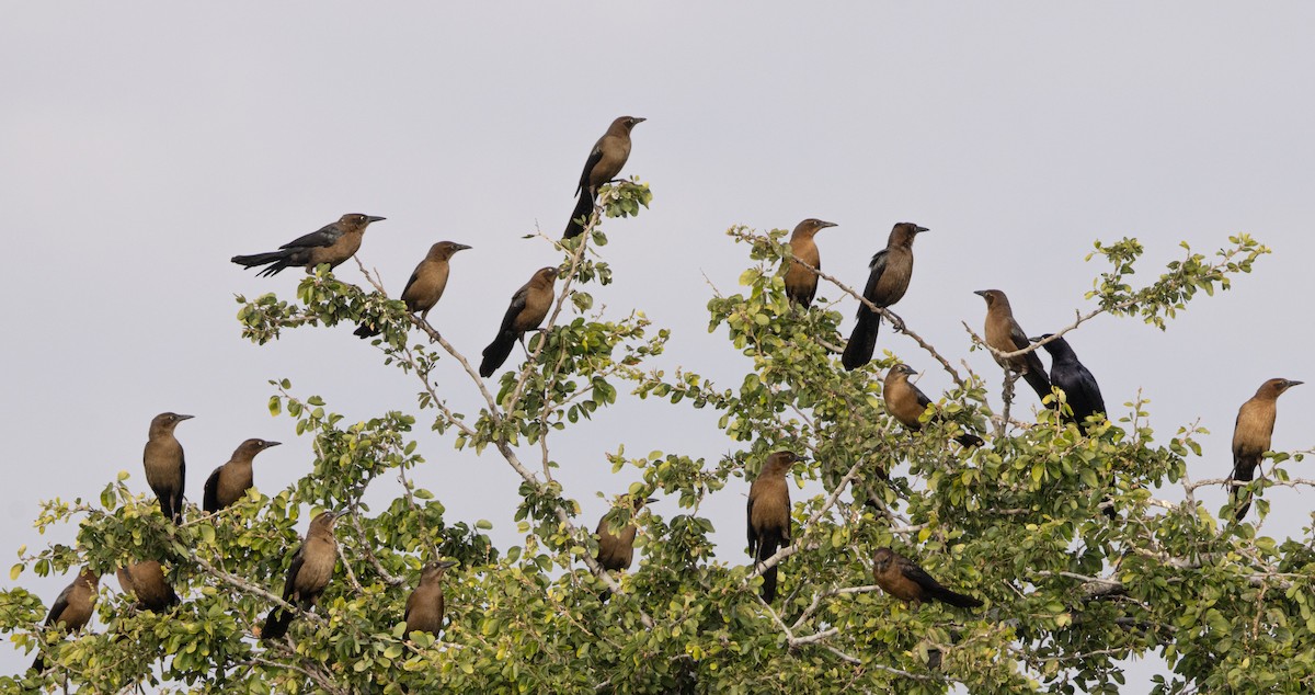 Great-tailed Grackle - ML646245345