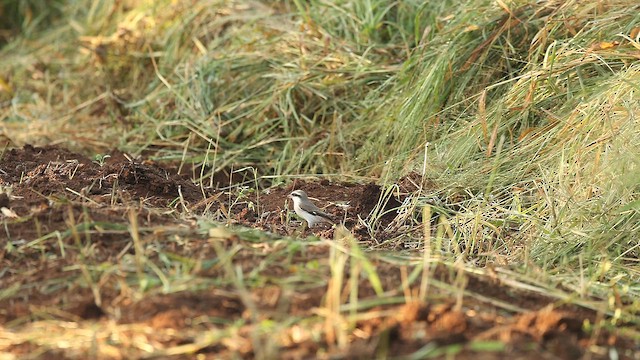 Red-tailed Shrike - ML646245350