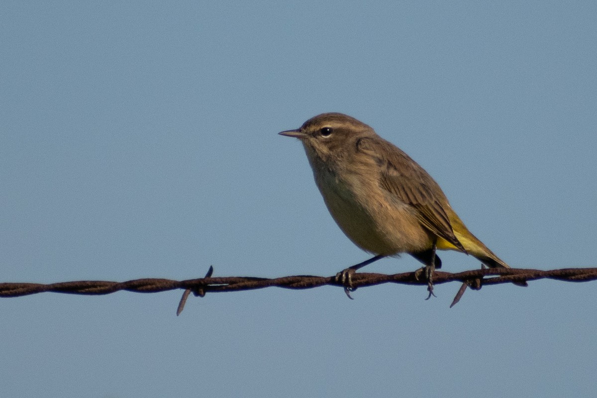 Palm Warbler - ML646245353