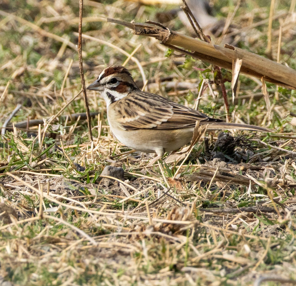 Lark Sparrow - ML646245360