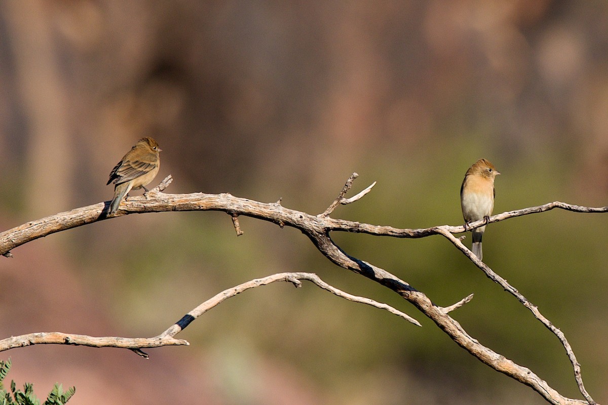 Lazuli Bunting - ML646245371