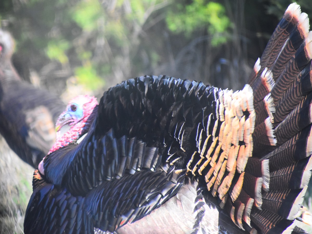 Wild Turkey - ML646245375