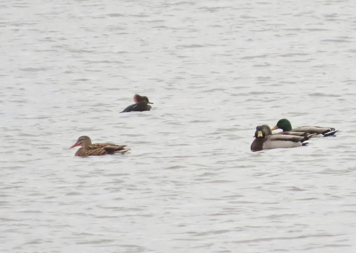 Mallard - ML646245382