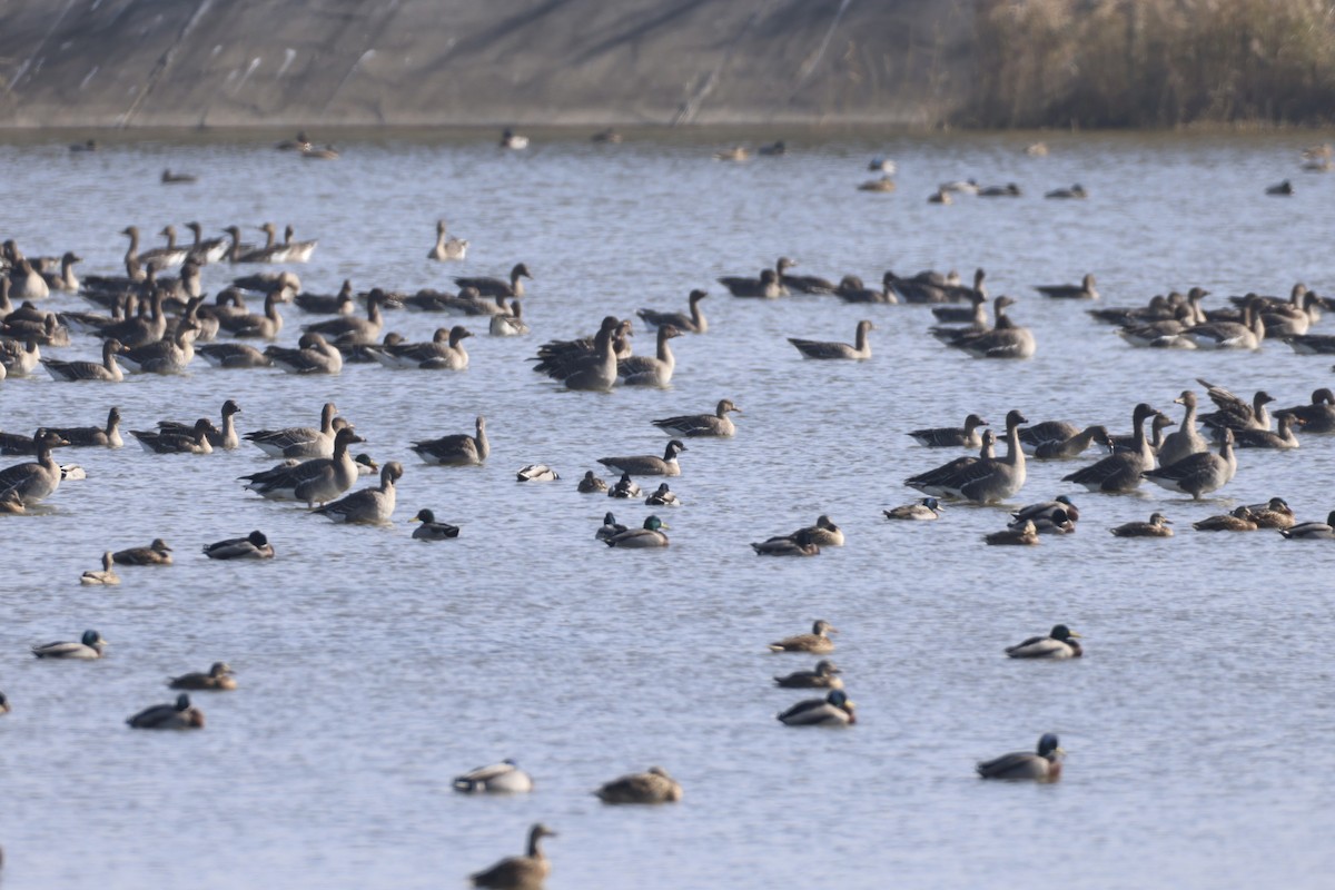 Cackling Goose - ML646245391